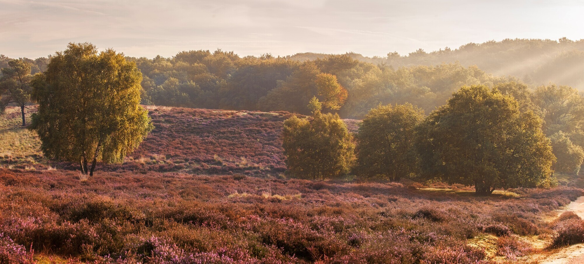 Bloeiende heide en bomen op de Mookerheide bij Plasmolen